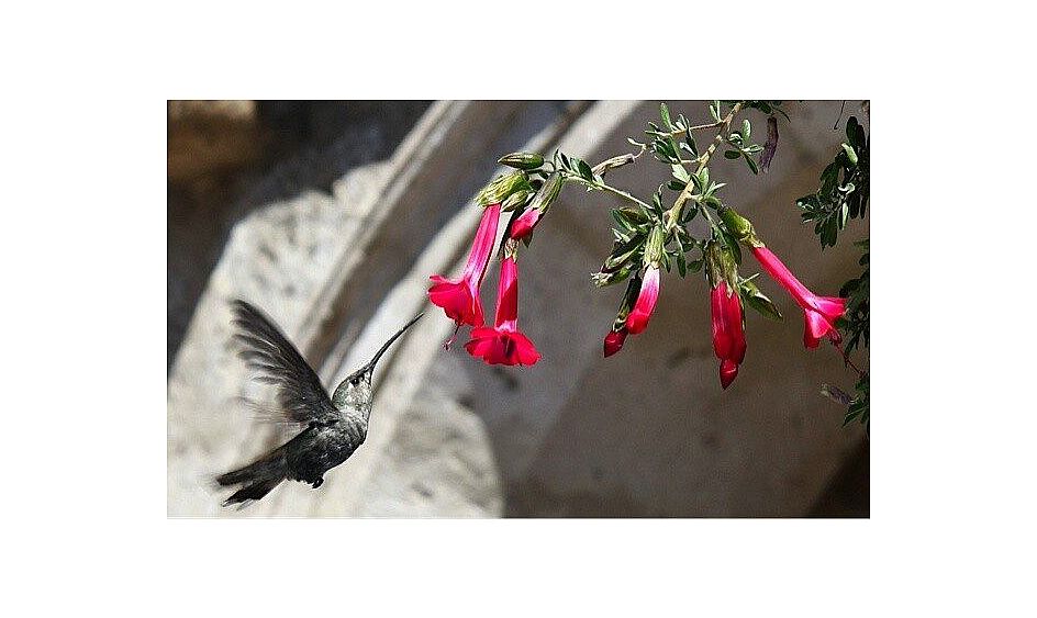 colibrì 2