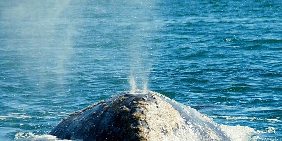 balena nella laguna di s. ignacio