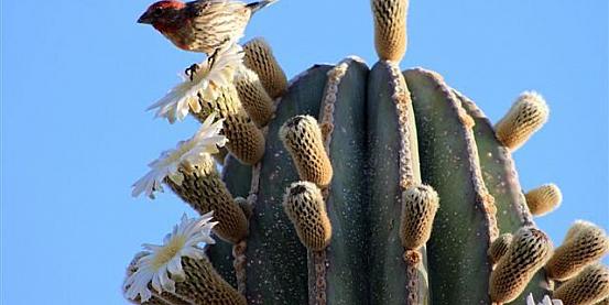 baja california - fioritura cactus