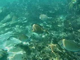 la-romana-region-d92sr