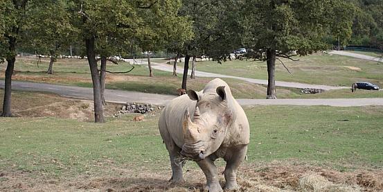 rinoceronte al safari park pombia 32