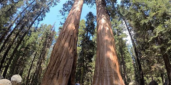 sequoia national park 3