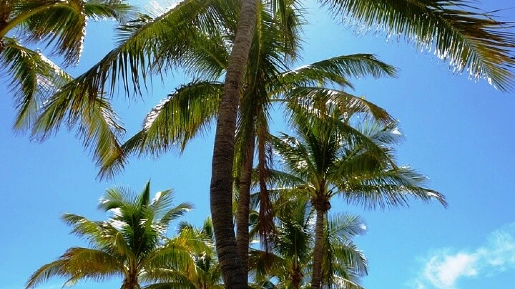 usa coast to coast: da miami a los angeles passando per i grandi parchi