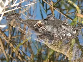 las-vegas-themepark-zh25q