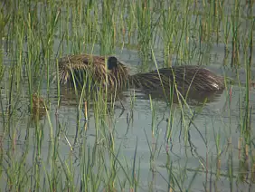 les-saintes-maries-de-mer-2tcze