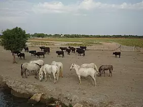 les-saintes-maries-de-mer-muw6z