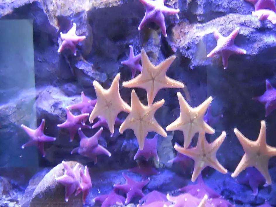 le stelle marine dell'acquario