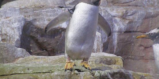 pinguino vanitoso