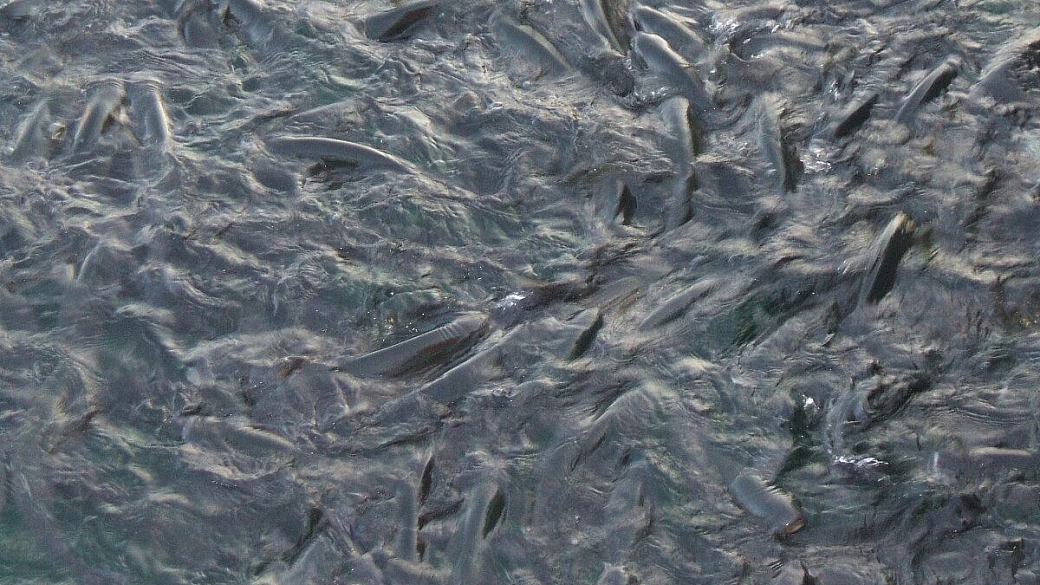 tiengo la camisa nera