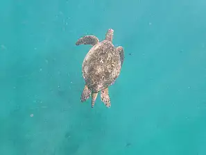 tartaruga marina a oahu