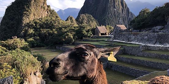 Lama a Machu Picchu