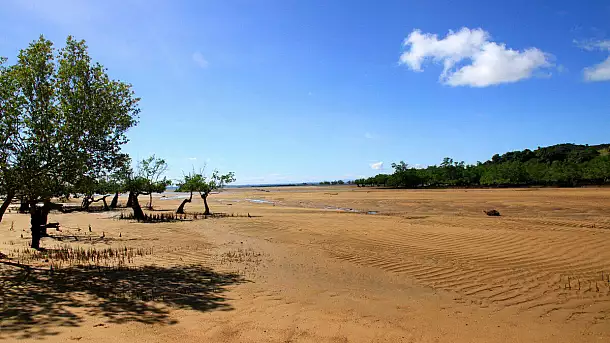 bassa marea e mangrovie