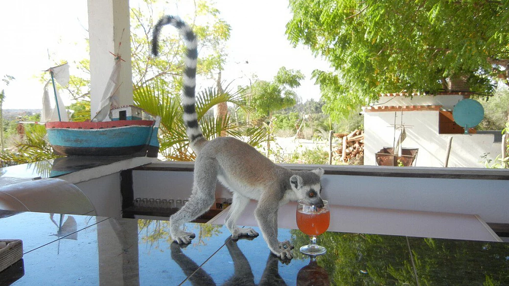 selvaggio e primitivo madagascar