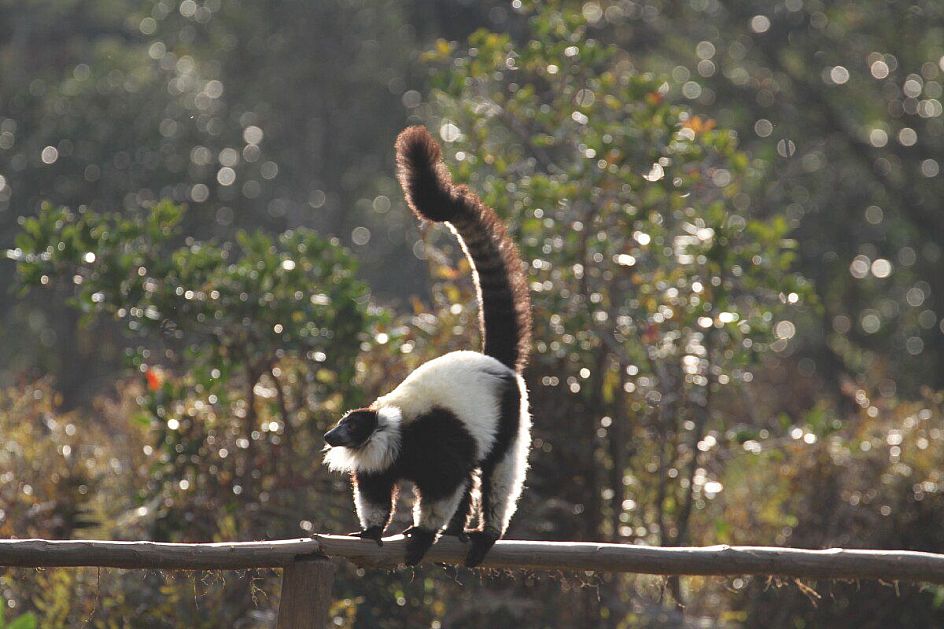 lemuri a perinet