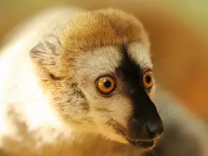 lemure 2