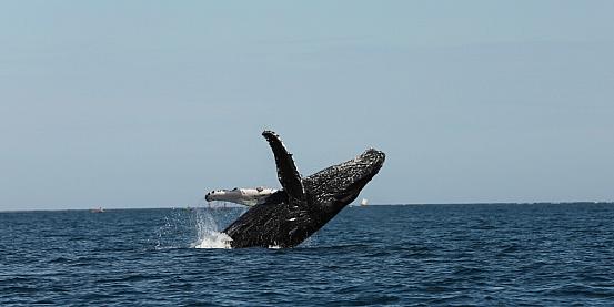 balena anakao