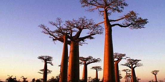 viale dei baobab 2