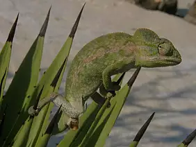 madagascar-natura-1pqvu