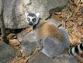 madagascar-natura-1qmn5