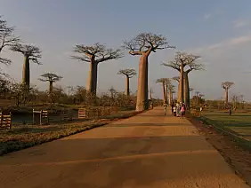 madagascar-natura-yy7hb