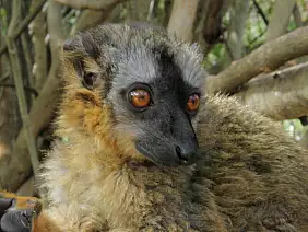 madagascar-natura-zj8re