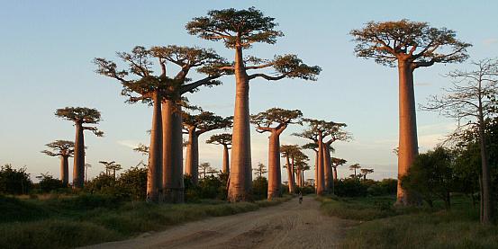 avenue de baobab 2
