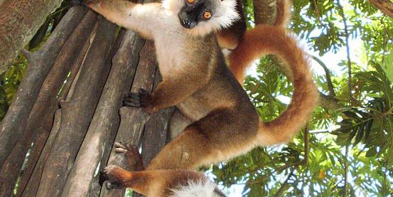 lemuri neri femmine