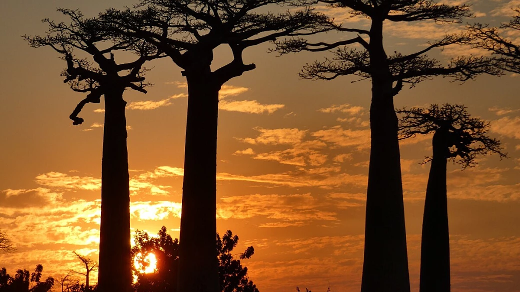 madagascar in 19 giorni