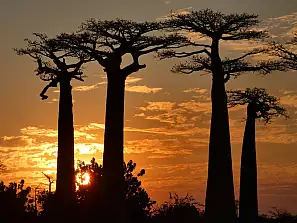 viale dei baobab 3