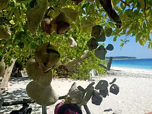 scacciapensieri maldiviano