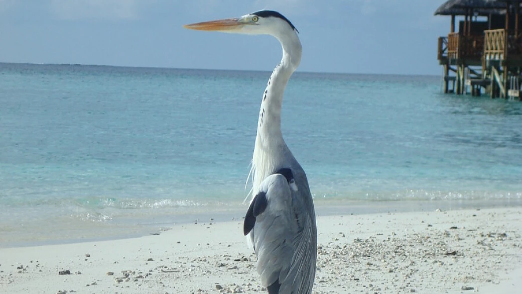 mal di maldive al ritorno da fihalhohi