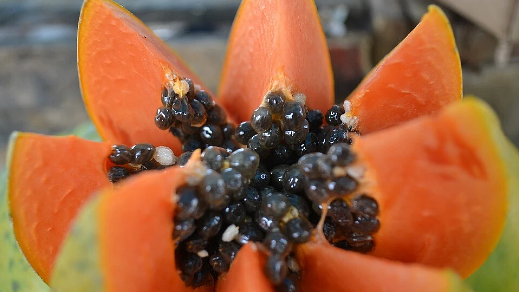 kerang masak papaya