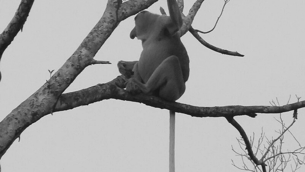 paradiso selvaggio... malesia!