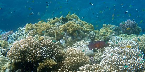 coralli del big reef