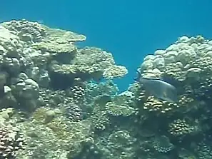coralli sul mar rosso