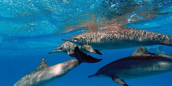 delfini a marsa alam