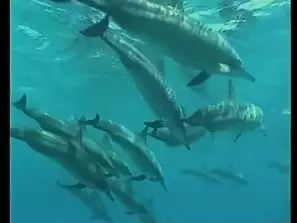 delfini a marsa alam di marco e liviana