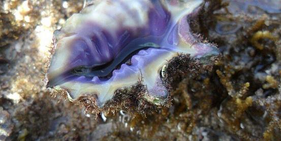 the purple shell