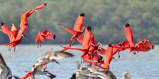 volo di ibis scarlatti