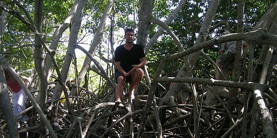 la foresta di mangrovie