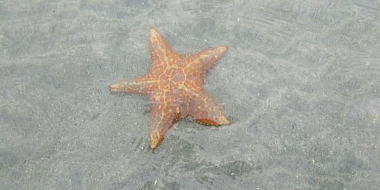 playa estrella