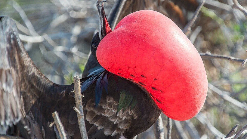 le galapagos senza un mutuo