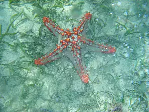 stella marina 14
