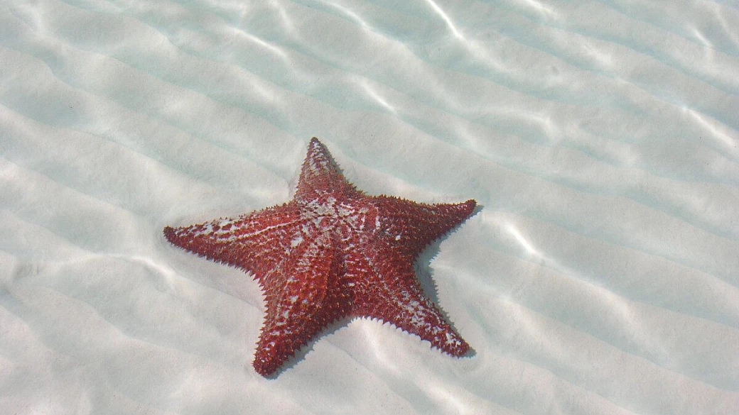 bahamas: great exuma o eleuthera?