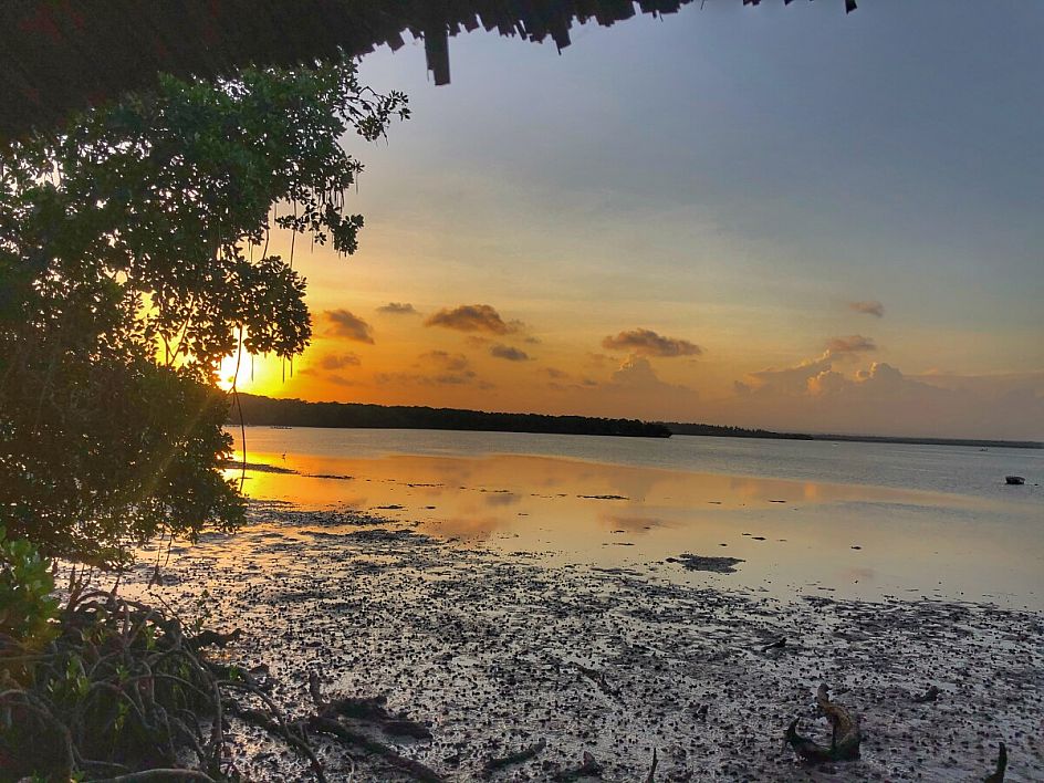 mangrovie 2