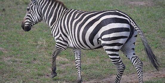 Una zebra a pois