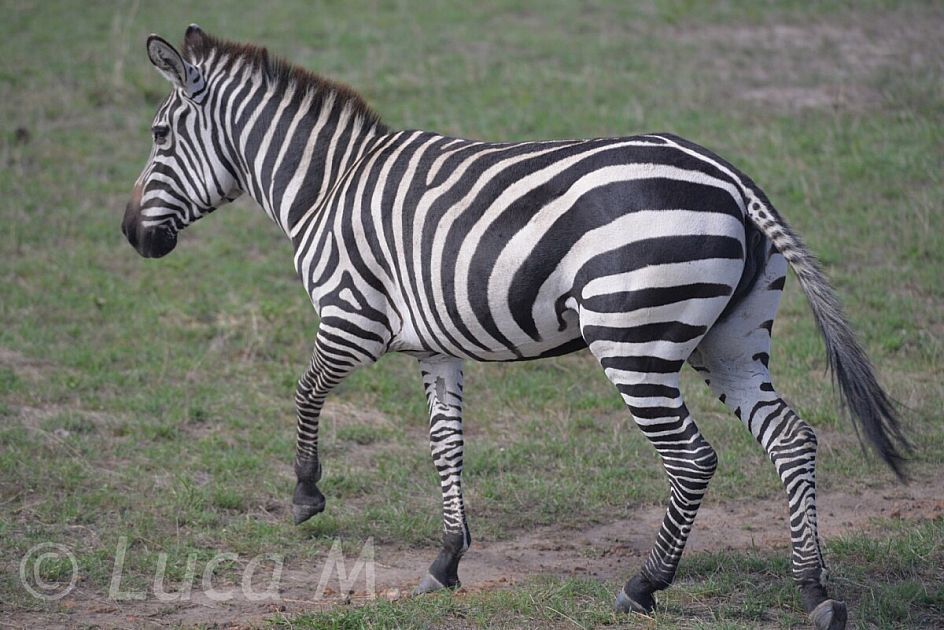 una zebra a pois
