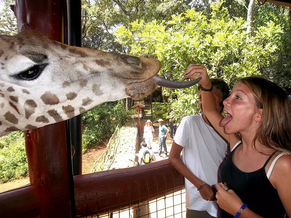 giraffe park - nairobi