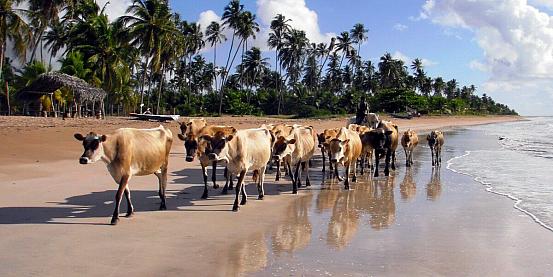 mucche in vacanza