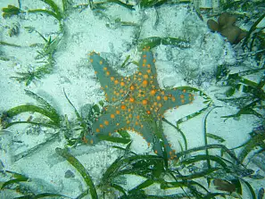 stella marina 15